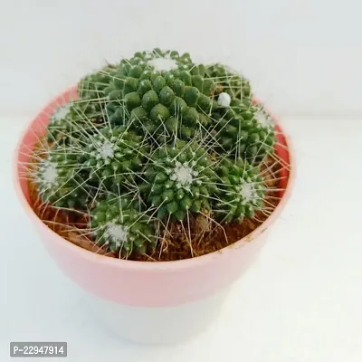 Phulwa Mammillaria Geminispina Ball Cactus with Pink and White Pot | Low Maintenance Plant |  Miniature Garden Plant| Indoor  Outdoor Plants | Gift for Birthday | Home Decorative Cacti  Succulents-thumb2