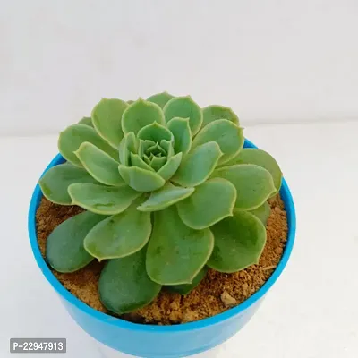 Phulwa Sedeveria Green Rose - Succulent Plant with Blue and White | Low Maintenance Plant | Miniature Garden Plant| Indoor  Outdoor Plants | Gift for Birthday | Home Decorative Cacti  Succulents-thumb0