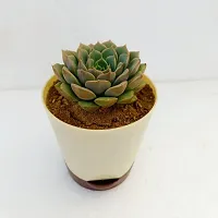 Phulwa Vishnu Kamal Succulent Plant with Off White self-watering | Low Maintenance Plant | Miniature Garden Plant| Indoor  Outdoor Plants | Gift for Birthday | Home Decorative Cacti  Succulents-thumb1