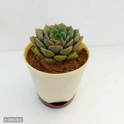 Phulwa Vishnu Kamal Succulent Plant with Off White self-watering | Low Maintenance Plant | Miniature Garden Plant| Indoor  Outdoor Plants | Gift for Birthday | Home Decorative Cacti  Succulents-thumb2
