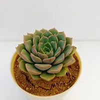 Phulwa Vishnu Kamal Succulent Plant with Off White self-watering | Low Maintenance Plant | Miniature Garden Plant| Indoor  Outdoor Plants | Gift for Birthday | Home Decorative Cacti  Succulents-thumb2