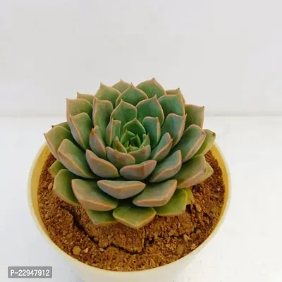 Phulwa Vishnu Kamal Succulent Plant with Off White self-watering | Low Maintenance Plant | Miniature Garden Plant| Indoor  Outdoor Plants | Gift for Birthday | Home Decorative Cacti  Succulents-thumb3