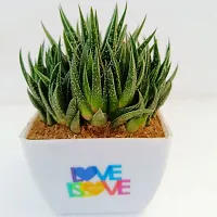 Phulwah Haworthia Attenuata Cluster with 4 White and Pink Pot | Zebra Plant |Miniture Plant| Zebra Cactus - Rooted Succulent Plant in 4 Pot| Love Gift-thumb1