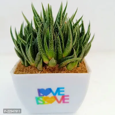 Phulwah Haworthia Attenuata Cluster with 4 White and Pink Pot | Zebra Plant |Miniture Plant| Zebra Cactus - Rooted Succulent Plant in 4 Pot| Love Gift-thumb2