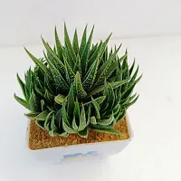 Phulwah Haworthia Attenuata Cluster with 4 White and Pink Pot | Zebra Plant |Miniture Plant| Zebra Cactus - Rooted Succulent Plant in 4 Pot| Love Gift-thumb2