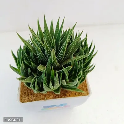 Phulwah Haworthia Attenuata Cluster with 4 White and Pink Pot | Zebra Plant |Miniture Plant| Zebra Cactus - Rooted Succulent Plant in 4 Pot| Love Gift-thumb3