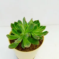 Phulwa Echeveria Pulidonis Succulent Plant self-waterinng Pot | Low Maintenance Plant | Miniature Garden Plant| Indoor  Outdoor Plants | Gift for Birthday | Home Decorative Cacti  Succulents-thumb1