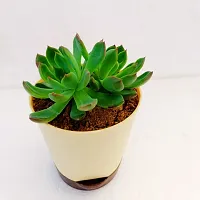 Phulwa Echeveria Pulidonis Succulent Plant self-waterinng Pot | Low Maintenance Plant | Miniature Garden Plant| Indoor  Outdoor Plants | Gift for Birthday | Home Decorative Cacti  Succulents-thumb2