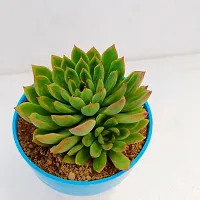 Phulwa  Echeveria agavoides lsquo;Red Tiprsquo; Succulent Plant | Low Maintenance Plant | Miniature Garden Plant-thumb1