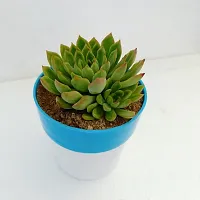 Phulwa  Echeveria agavoides lsquo;Red Tiprsquo; Succulent Plant | Low Maintenance Plant | Miniature Garden Plant-thumb2