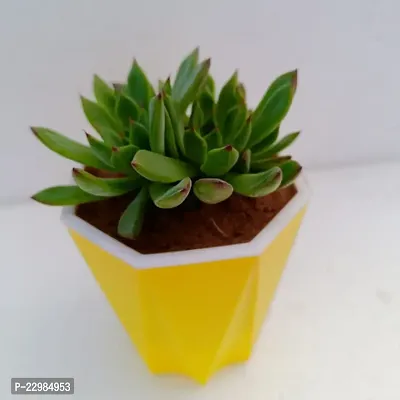 Phulwa Echeveria Pulidonis Succulent Plant with Yellow Diamond self-waterinng Pot | Low Maintenance Plant | Miniature Garden Plant| Indoor  Outdoor Plants | Gift for Birthday | Home Decorative Cacti