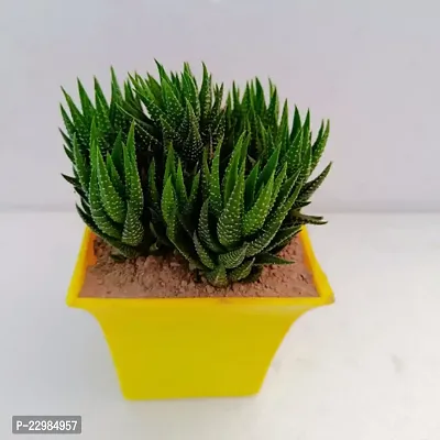 Phulwa Haworthia Attenuata Cluster with 4 Yellow Ruby Pot | Zebra Plant |Miniture Plant| Zebra Cactus - Rooted Succulent Plant in 4 Pot