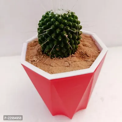 Phulwa Mammillaria spinosissima Ball Cactus Plant with Red Diamond self-watering Pot  | Ball Cactus | Miniature Plant| Ball Cactus Plant in 4 Pot