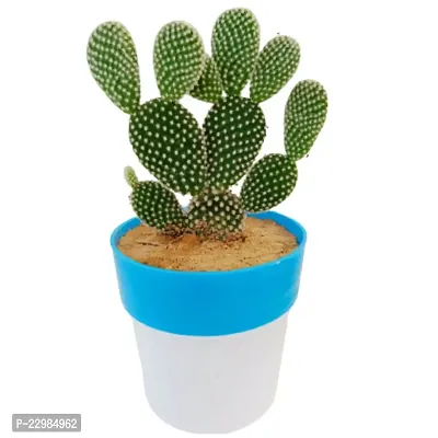 Phulwa Bunny cactus with Round Blue and White Pot | cactus | Low Maintenance Plant | Miniature Garden Plant