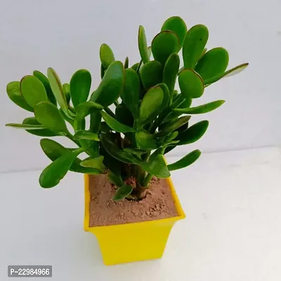 Phulwa Crassula Ovata Compacta Jade Plant with 4 Yellow Ruby Pot | Crassula Ovata 'Minima'| Miniture Plant|Crassula Ovata Plant - Rooted Succulent Plant in 4 Pot