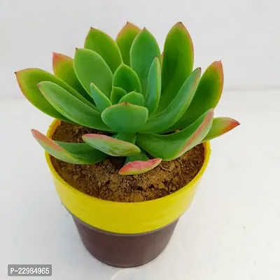 Phulwa Echeveria Bella with Brown and Yellow Pot | Succulent Plants | Low Maintenance Plant | Miniature Garden Plant