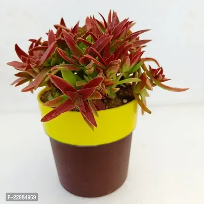 Phulwa Campfire Crassula Red Plant | cactus | Low Maintenance Plant | Miniature Garden Plant| Red beauty Succulent-thumb0