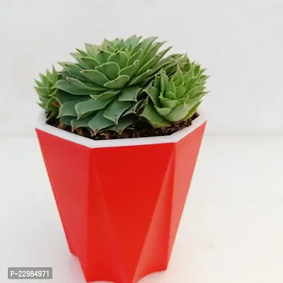 Phulwa Sempervivum Green Wheel, Houseleek, Lakshmi Kamal - Succulent Plant with Red Diamond self-watering Pot | Succulent Plant | Low Maintenance Plant | Miniature Garden Plant