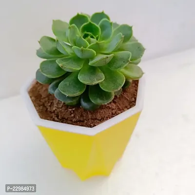 Phulwa Echeveria Lotus Chinensis Succulent Plants  with Yellow Diamond self-watering Pot  | Echeveria Succulent | Miniature Plant| Echeveria Lotus Chinens Plant in 4 Pot| Green Lotus