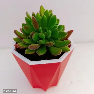 Phulwa Echeveria Setosa Succulent Plant with Red Dimond self-watering Pot  | Echeveria Succulent | Miniature Plant|Echeveria Setosa Succulent Plant in 4 Pot| Red Fire Plant| Mexican Firecracker Plan-thumb0