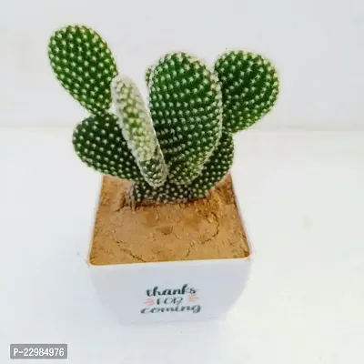 Phulwa Bunny cactus with printed Square White Pot | Cactus | Low Maintenance Plant | Miniature Garden Plant| Thanks Gift