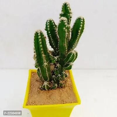 Phulwa Fairy castle cactus |   cactus Plant | Low Maintenance Plant | Miniature Garden Plant-thumb0