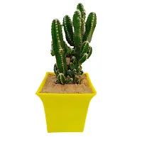 Phulwa Fairy castle cactus |   cactus Plant | Low Maintenance Plant | Miniature Garden Plant-thumb1