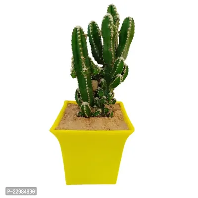 Phulwa Fairy castle cactus |   cactus Plant | Low Maintenance Plant | Miniature Garden Plant-thumb2