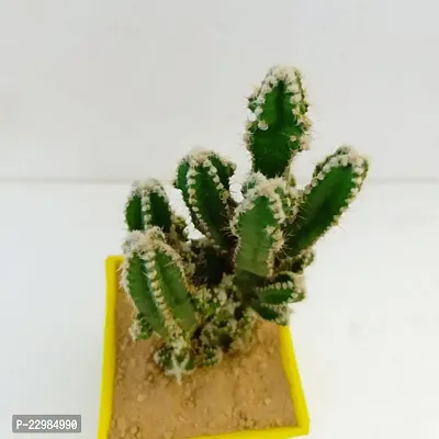 Phulwa Fairy castle cactus |   cactus Plant | Low Maintenance Plant | Miniature Garden Plant-thumb3