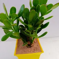 Phulwa Crassula Ovata Compacta Jade Plant with 4 Yellow Ruby Pot | Crassula Ovata 'Minima'| Miniture Plant|Crassula Ovata Plant - Rooted Succulent Plant in 4 Pot-thumb1