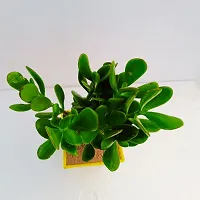 Phulwa Crassula Ovata Compacta Jade Plant with 4 Yellow Ruby Pot | Crassula Ovata 'Minima'| Miniture Plant|Crassula Ovata Plant - Rooted Succulent Plant in 4 Pot-thumb2