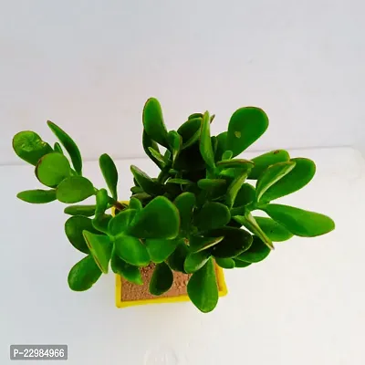 Phulwa Crassula Ovata Compacta Jade Plant with 4 Yellow Ruby Pot | Crassula Ovata 'Minima'| Miniture Plant|Crassula Ovata Plant - Rooted Succulent Plant in 4 Pot-thumb3