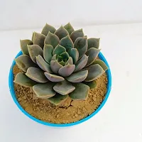 Phulwa Echeveria latte Rose brown ghost plant|  Succulent Plant | Low Maintenance Plant | Miniature Garden Plant-thumb1