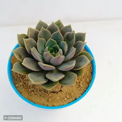 Phulwa Echeveria latte Rose brown ghost plant|  Succulent Plant | Low Maintenance Plant | Miniature Garden Plant-thumb2