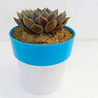 Phulwa Echeveria latte Rose brown ghost plant|  Succulent Plant | Low Maintenance Plant | Miniature Garden Plant-thumb2