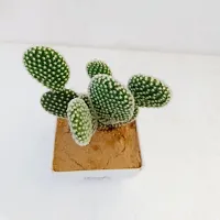 Phulwa Bunny cactus with printed Square White Pot | Cactus | Low Maintenance Plant | Miniature Garden Plant| Thanks Gift-thumb1