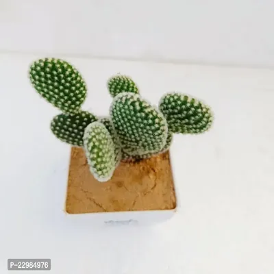 Phulwa Bunny cactus with printed Square White Pot | Cactus | Low Maintenance Plant | Miniature Garden Plant| Thanks Gift-thumb2