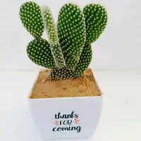 Phulwa Bunny cactus with printed Square White Pot | Cactus | Low Maintenance Plant | Miniature Garden Plant| Thanks Gift-thumb2