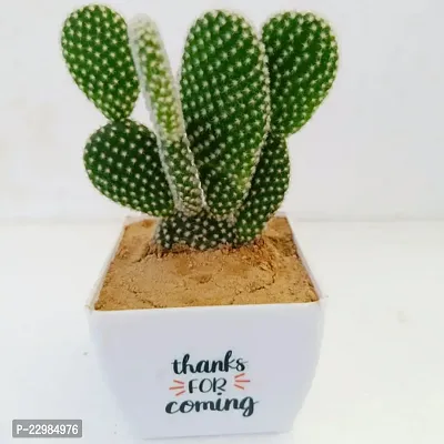 Phulwa Bunny cactus with printed Square White Pot | Cactus | Low Maintenance Plant | Miniature Garden Plant| Thanks Gift-thumb3