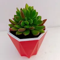 Phulwa Echeveria Setosa Succulent Plant with Red Dimond self-watering Pot  | Echeveria Succulent | Miniature Plant|Echeveria Setosa Succulent Plant in 4 Pot| Red Fire Plant| Mexican Firecracker Plan-thumb1