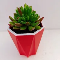 Phulwa Echeveria Setosa Succulent Plant with Red Dimond self-watering Pot  | Echeveria Succulent | Miniature Plant|Echeveria Setosa Succulent Plant in 4 Pot| Red Fire Plant| Mexican Firecracker Plan-thumb2