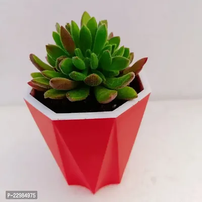 Phulwa Echeveria Setosa Succulent Plant with Red Dimond self-watering Pot  | Echeveria Succulent | Miniature Plant|Echeveria Setosa Succulent Plant in 4 Pot| Red Fire Plant| Mexican Firecracker Plan-thumb3