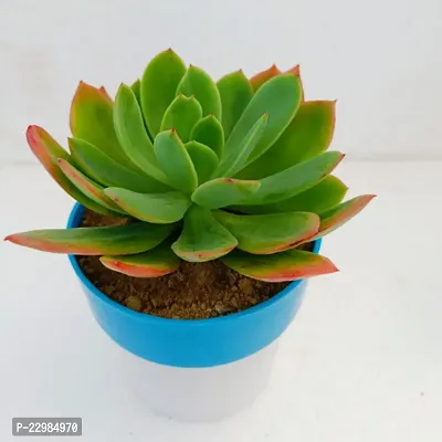 Phulwa Echeveria agavoides Frank Reinelt | Succulent Plants | Low Maintenance Plant | Miniature Garden Plant-thumb2