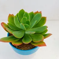 Phulwa Echeveria agavoides Frank Reinelt | Succulent Plants | Low Maintenance Plant | Miniature Garden Plant-thumb2