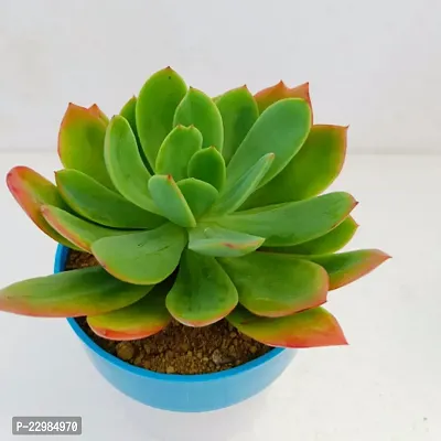 Phulwa Echeveria agavoides Frank Reinelt | Succulent Plants | Low Maintenance Plant | Miniature Garden Plant-thumb3