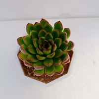 Phulwa Echeveria Christmas Succulent Plant With Yellow Diamond Pot|  Succulent Plant | Low Maintenance Plant | Miniature Garden Plant| Rose Succulent | Diwali Special-thumb1