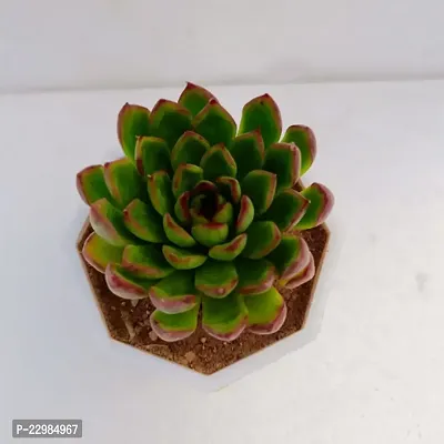 Phulwa Echeveria Christmas Succulent Plant With Yellow Diamond Pot|  Succulent Plant | Low Maintenance Plant | Miniature Garden Plant| Rose Succulent | Diwali Special-thumb2