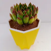 Phulwa Echeveria Christmas Succulent Plant With Yellow Diamond Pot|  Succulent Plant | Low Maintenance Plant | Miniature Garden Plant| Rose Succulent | Diwali Special-thumb2