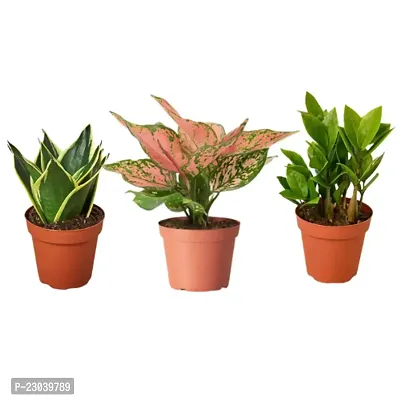 Phulwa Combo Set of 3 Plants, Aglaonema Valentine Plant,  ZZ Plant And  Sansevieria Lotus Plant with Basic Pot