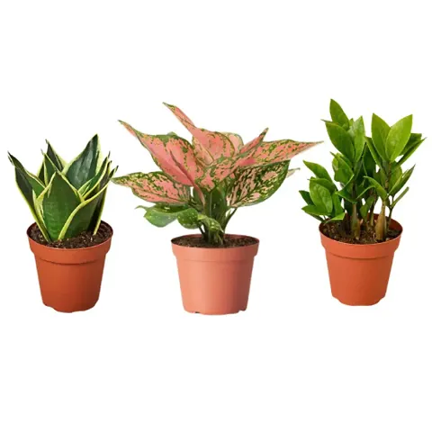 Must Have Plant & Planters 
